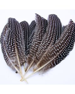 Guinea Hen Feathers Pack