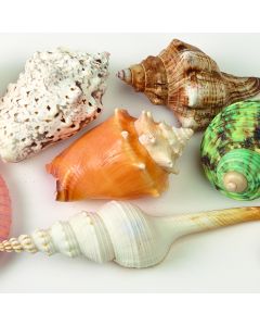 Decorative Shells Pack